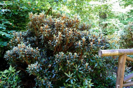 Rhododendron adenopodum - UBC Botanical Garden - Vancouver, Canada - DSC08037