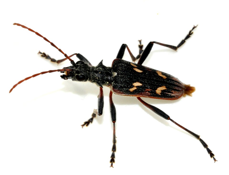 Rhagium-bifasciatum-03-fws