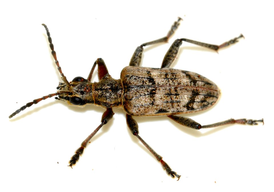 Rhagium-inquisitor-12-fws