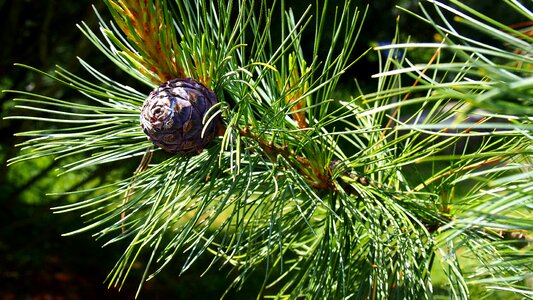 Nature sprig coniferous