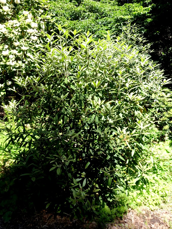 Rhododendron floribundum - UBC Botanical Garden - Vancouver, Canada - DSC08261
