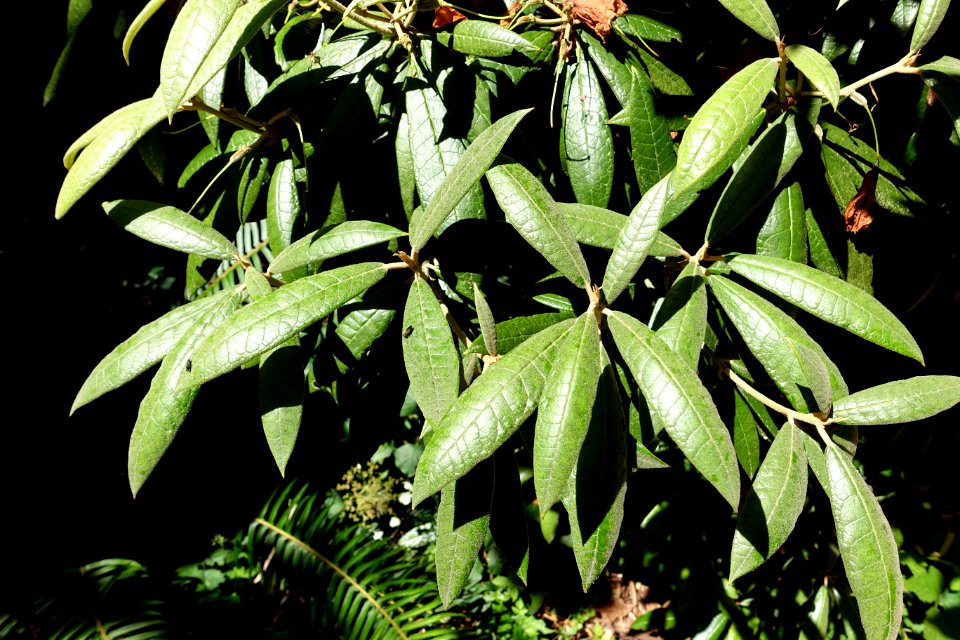 Rhododendron coeloneurum - UBC Botanical Garden - Vancouver, Canada - DSC07858