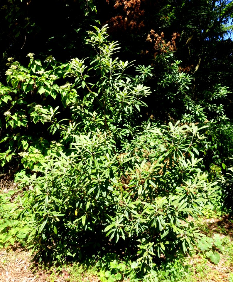 Rhododendron floribundum - UBC Botanical Garden - Vancouver, Canada - DSC08218