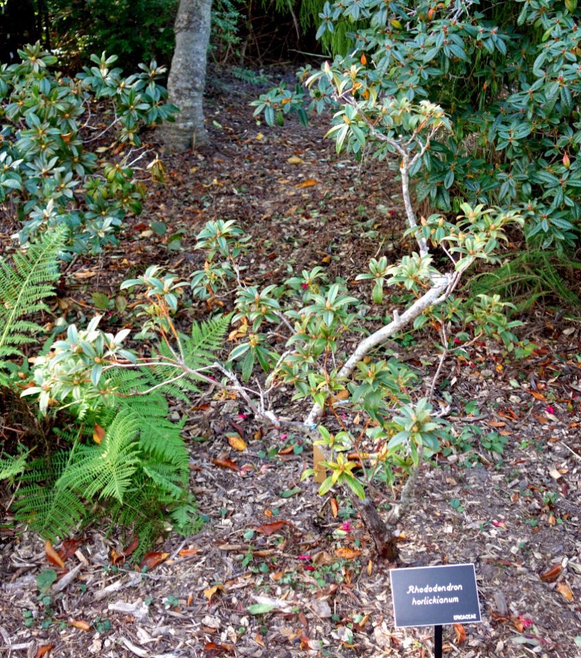 Rhododendron horlickianum - Mendocino Coast Botanical Gardens - DSC02016