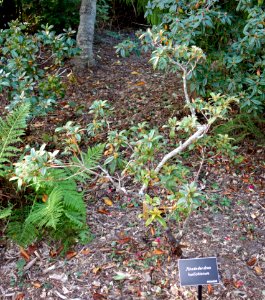 Rhododendron horlickianum - Mendocino Coast Botanical Gardens - DSC02016