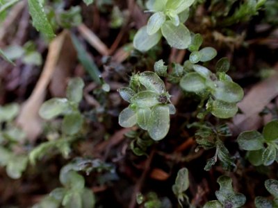 Rhizomnium glabrescens 135430399