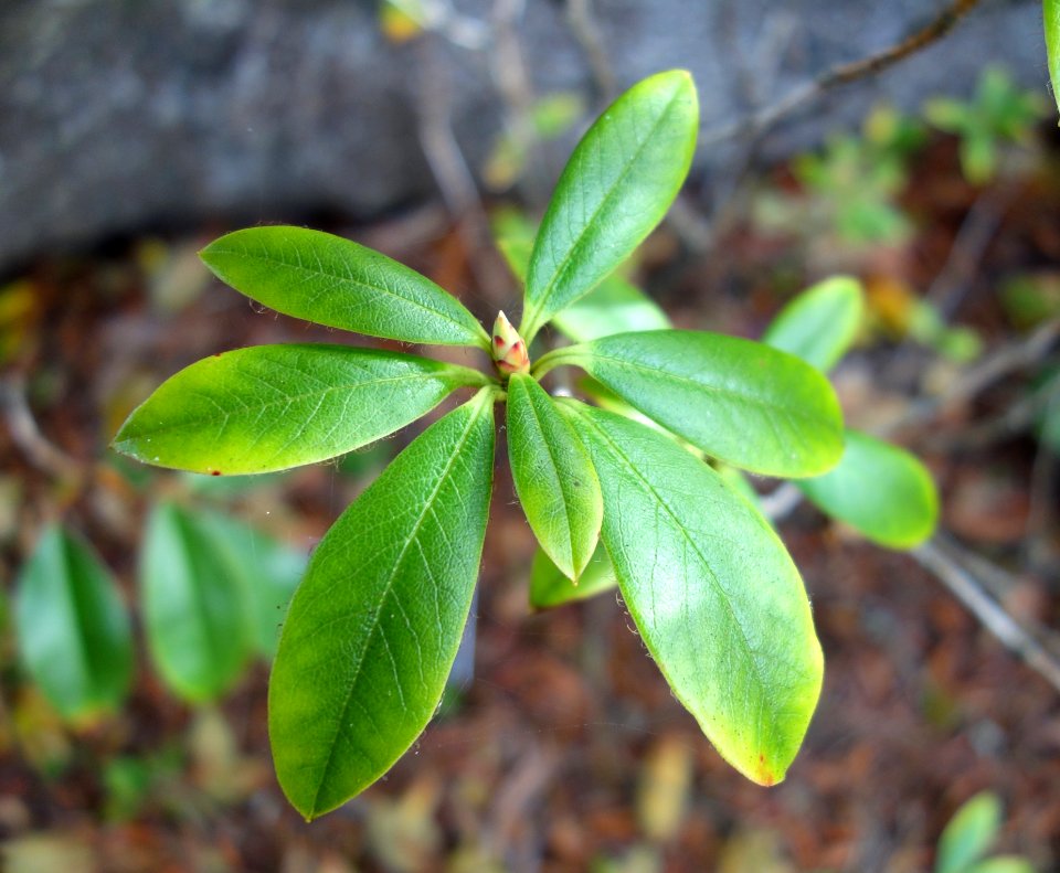 Rhododendron chrysodoron - Mendocino Coast Botanical Gardens - DSC02209
