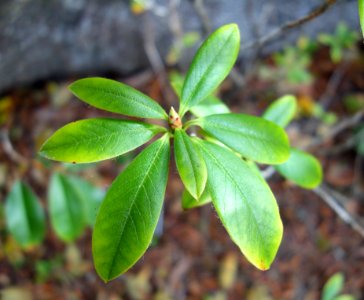 Rhododendron chrysodoron - Mendocino Coast Botanical Gardens - DSC02209