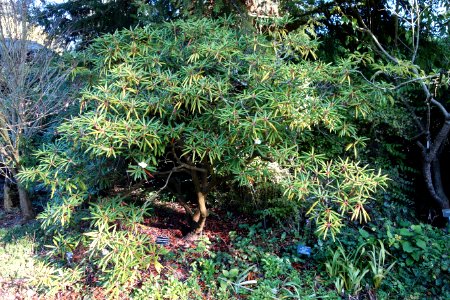Rhododendron hyperythrum - San Francisco Botanical Garden - DSC09954