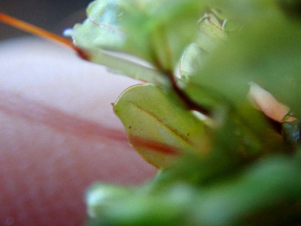 Rhizomnium glabrescens 62897745