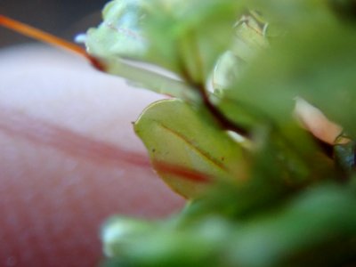 Rhizomnium glabrescens 62897745