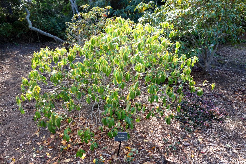 Rhododendron cuffeanum - Mendocino Coast Botanical Gardens - DSC02027