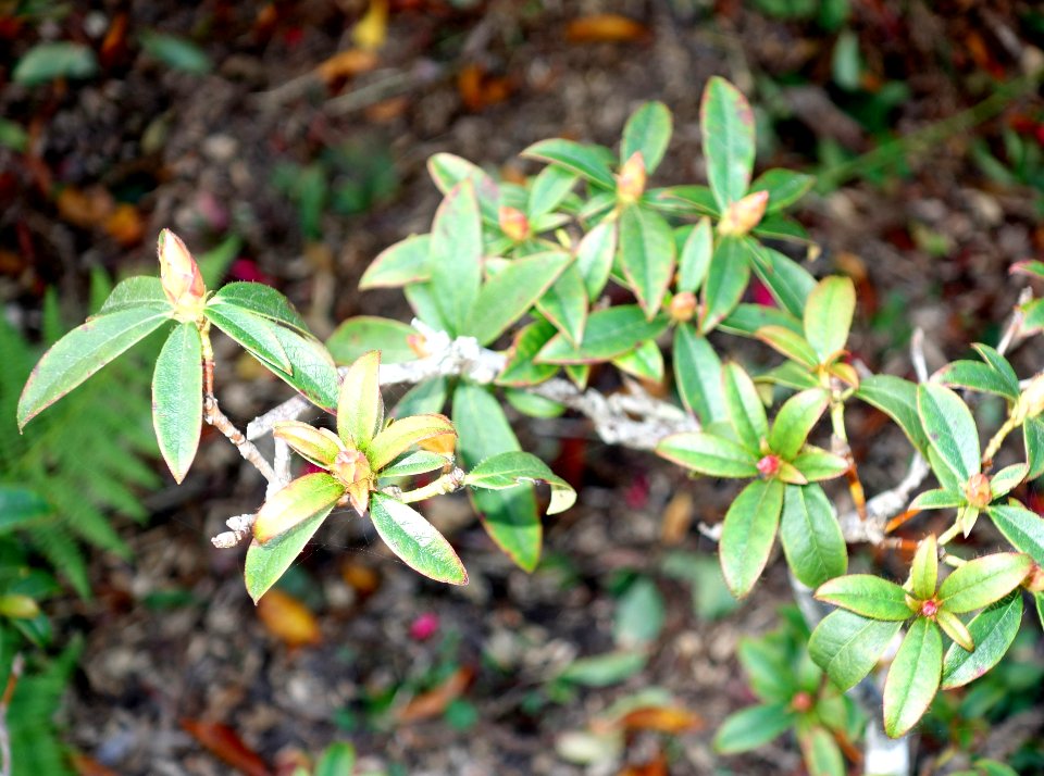 Rhododendron horlickianum - Mendocino Coast Botanical Gardens - DSC02017