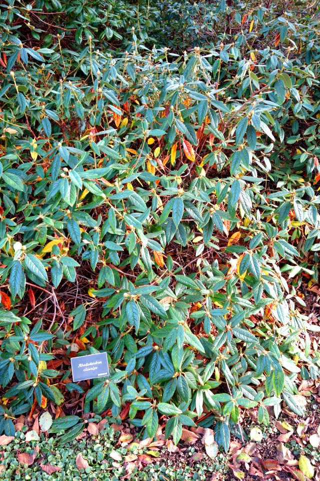 Rhododendron ciliicalyx - Mendocino Coast Botanical Gardens - DSC02232