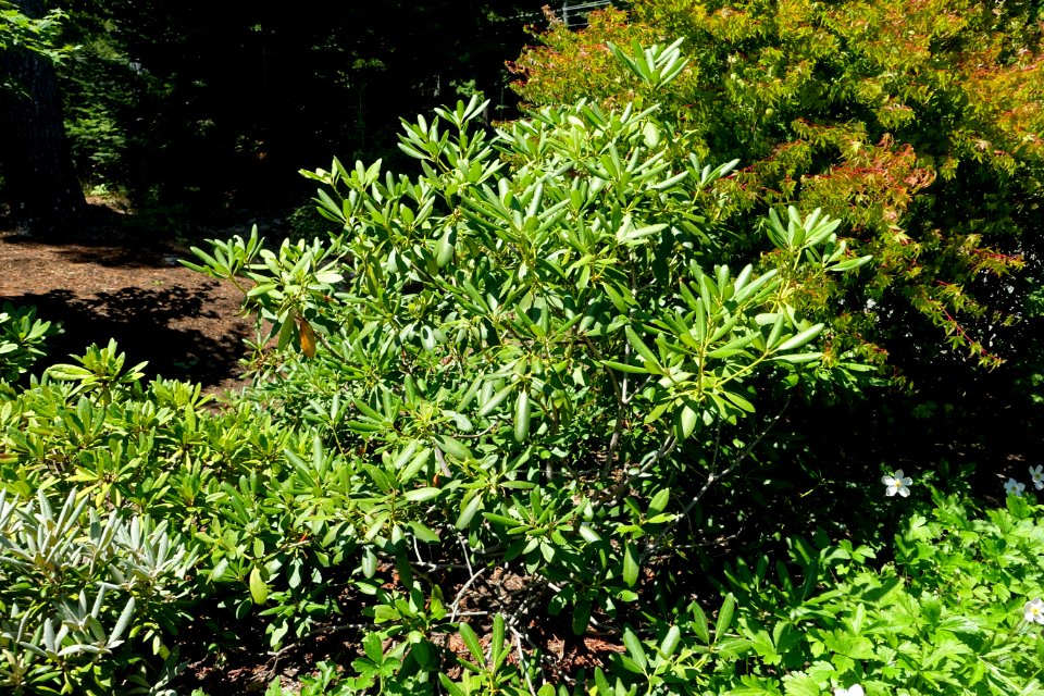 Rhododendron catawbiense 'Album' - Asticou Azalea Garden - Northeast Harbor, Maine - DSC03560