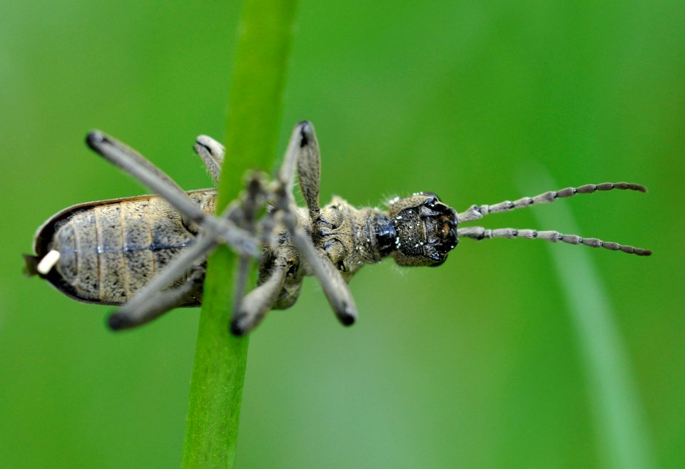 Rhagium-mordax-03-fws