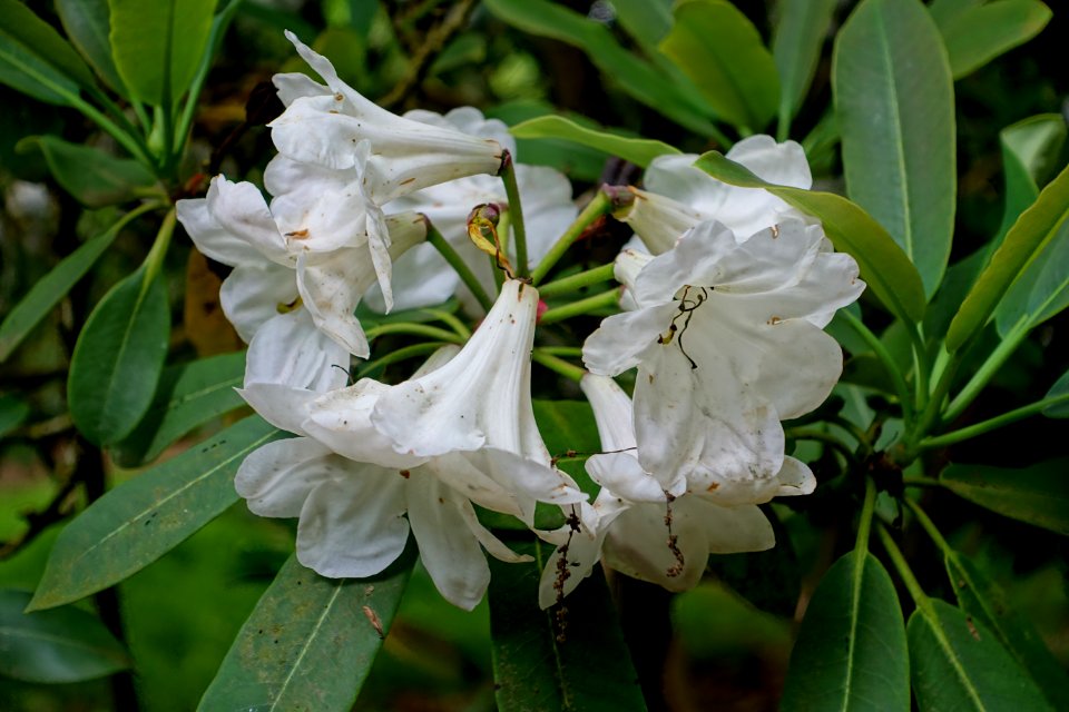 Rhododendron decorum subsp. diaprepes - RHS Garden Harlow Carr - North Yorkshire, England - DSC01302
