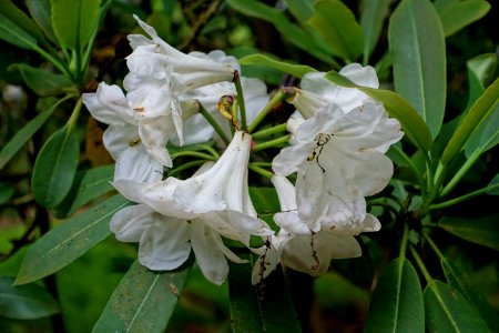 Rhododendron decorum subsp. diaprepes - RHS Garden Harlow Carr - North Yorkshire, England - DSC01302