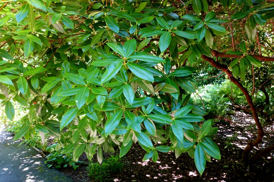Rhododendron davidsonianum 'Lucky Hit' - UBC Botanical Garden - Vancouver, Canada - DSC08419