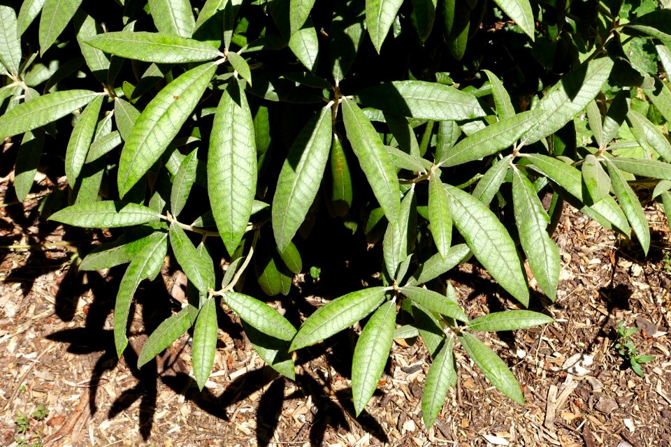 Rhododendron coeloneurum - UBC Botanical Garden - Vancouver, Canada - DSC07851