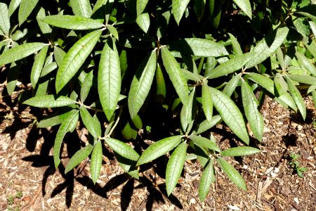 Rhododendron coeloneurum - UBC Botanical Garden - Vancouver, Canada - DSC07851