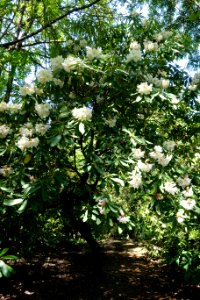 Rhododendron discolor (Rhododendron fortunei subsp. discolor) - VanDusen Botanical Garden - Vancouver, BC - DSC07339