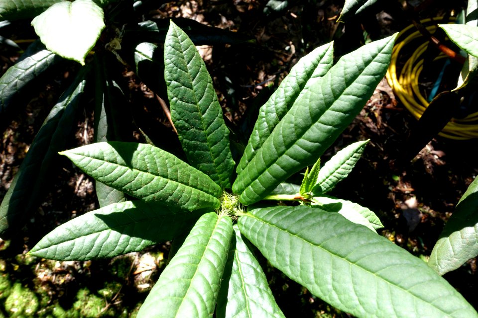 Rhododendron barbatum - VanDusen Botanical Garden - Vancouver, BC - DSC07181