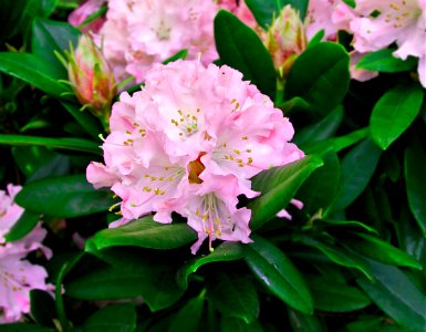 Rhododendron cultivar pink photo