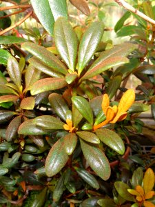 Rhododendron beyerinckianum - Lyman Plant House, Smith College - DSC04402