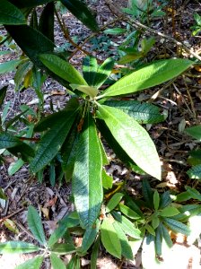 Rhododendron denudatum - UBC Botanical Garden - Vancouver, Canada - DSC08133