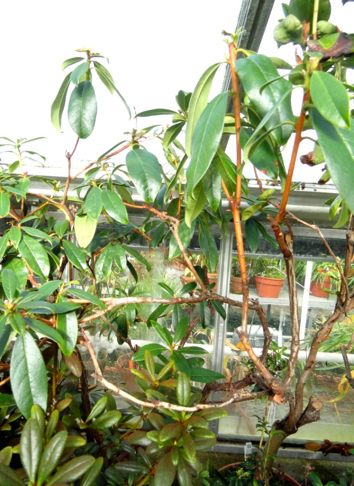 Rhododendron cubittii - Lyman Plant House, Smith College - DSC04411
