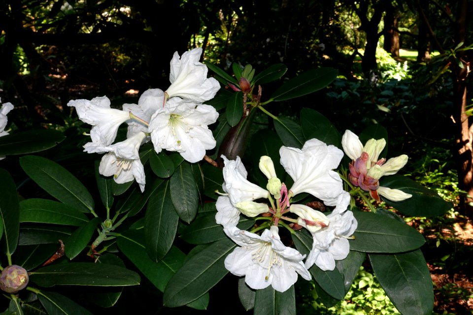 Rhododendron - VanDusen Botanical Garden - Vancouver, BC - DSC06957
