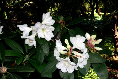 Rhododendron - VanDusen Botanical Garden - Vancouver, BC - DSC06957