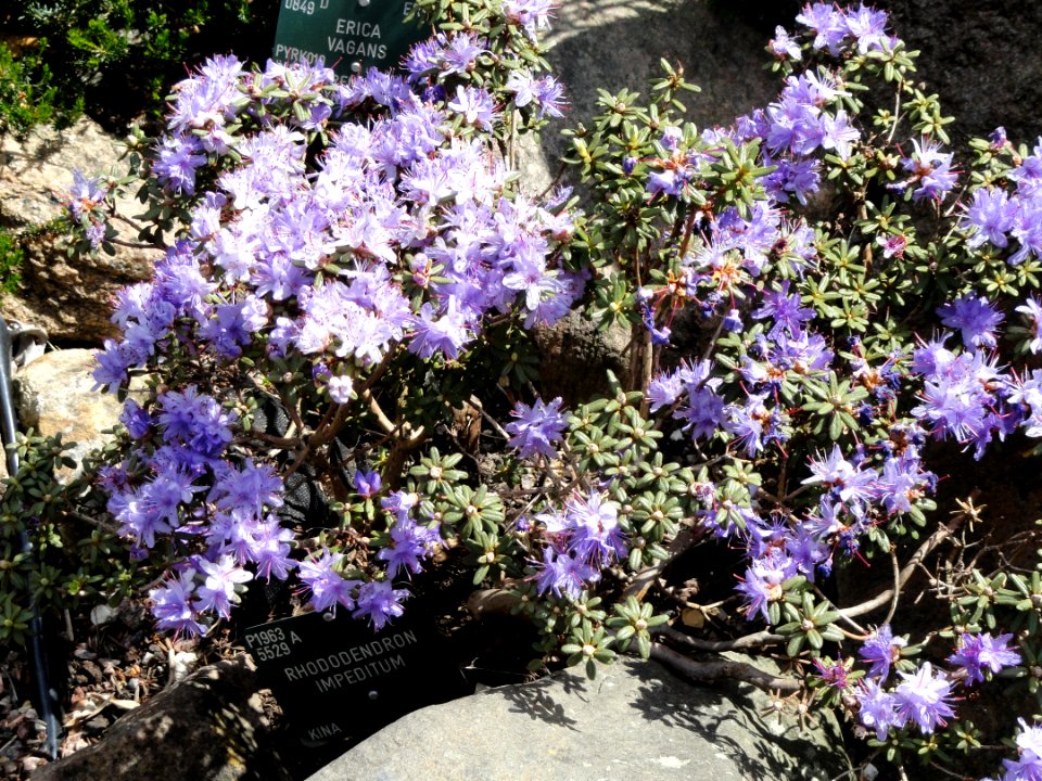 Rhododendron impeditum - University of Copenhagen Botanical Garden - DSC07496