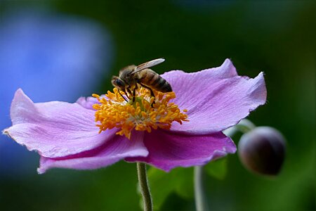Insect flower garden photo