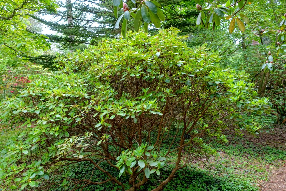 Rhododendron campylocarpum subsp. caloxanthum - Hillier Gardens - Romsey, Hampshire, England - DSC04748