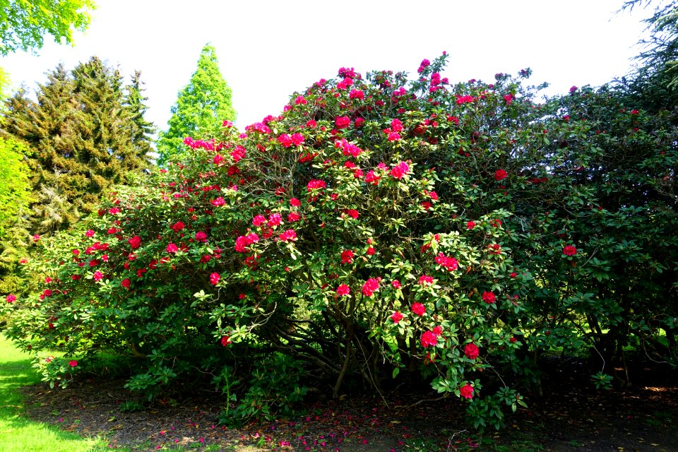 Rhododendron 'Lord Roberts' - Sheffield Park and Garden - East Sussex, England - DSC05381