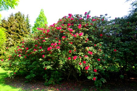 Rhododendron 'Lord Roberts' - Sheffield Park and Garden - East Sussex, England - DSC05381