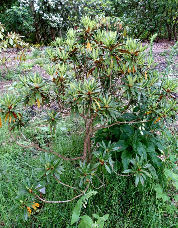 Rhododendron alutaceum - RHS Garden Harlow Carr - North Yorkshire, England - DSC01326