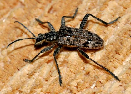 Rhagium-inquisitor-03-fws