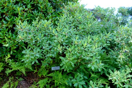 Rhododendron canadense - Asticou Azalea Garden - Northeast Harbor, Maine - DSC03636