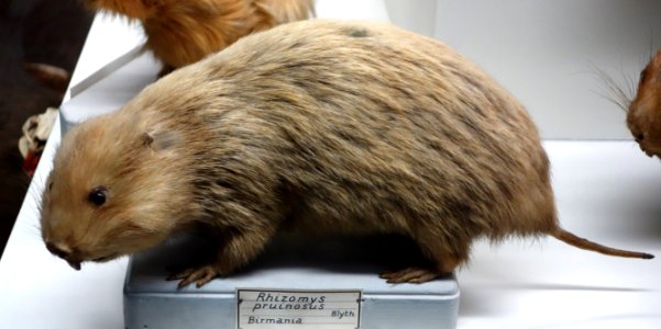 Rhizomys pruinosus - Museo Civico di Storia Naturale Giacomo Doria - Genoa, Italy - DSC02853