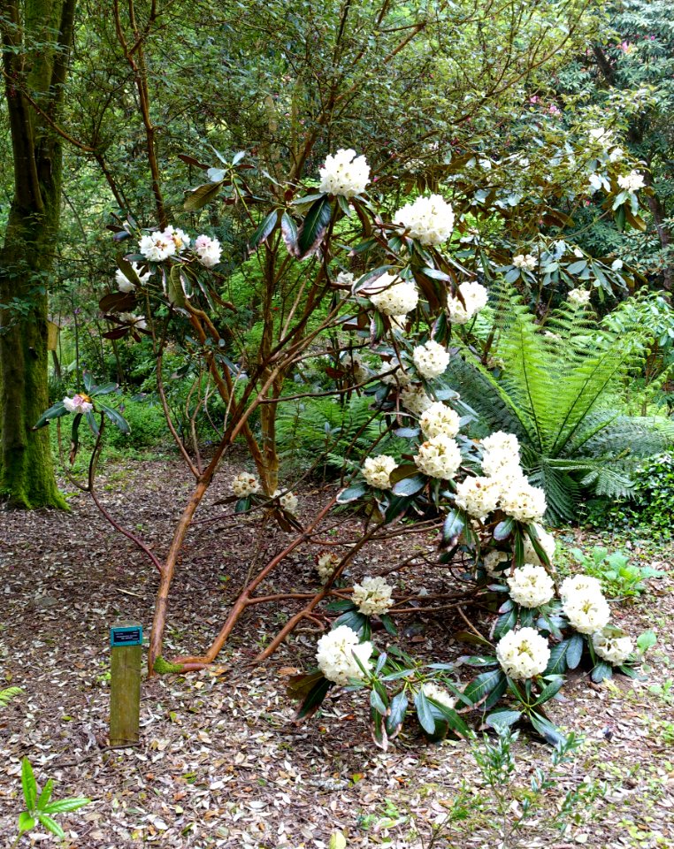 Rhododendron falconeri ssp. eximium - Trebah Garden - Cornwall, England - DSC01330