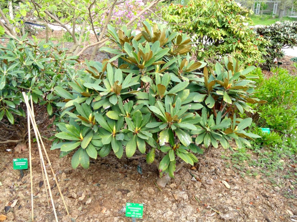 Rhododendron fulvoides - University of Copenhagen Botanical Garden - DSC07546