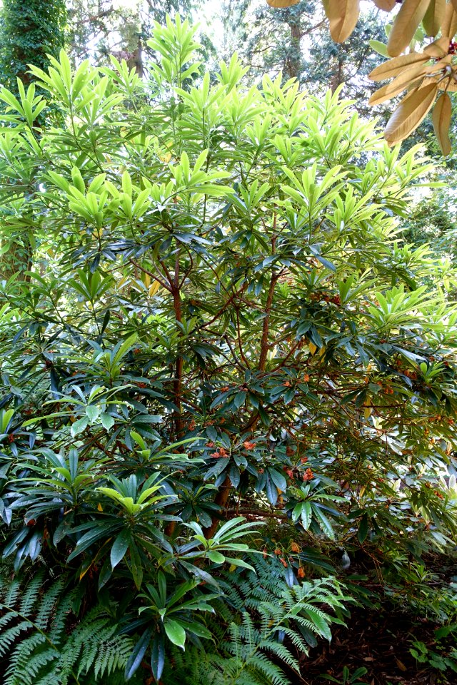 Rhododendron calophytum var. openshawianum - UBC Botanical Garden - Vancouver, Canada - DSC08087