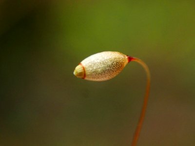 Rhizomnium glabrescens 64905062