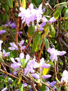 Rhododendron concinnum - University of Copenhagen Botanical Garden - DSC07615