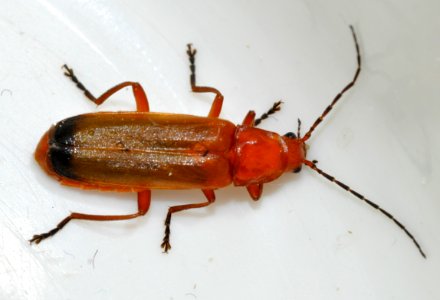 Rhagonycha-fulva-08-fws