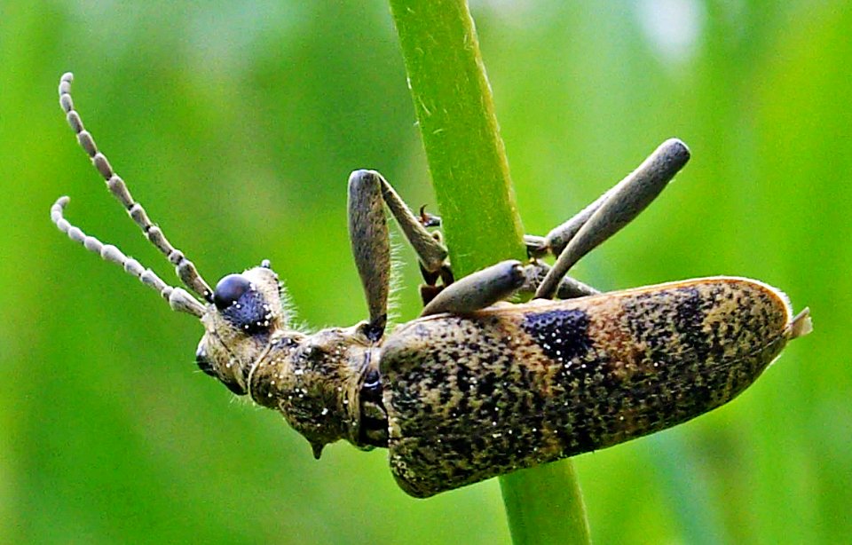 Rhagium-mordax-05-fws