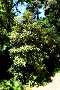Rhododendron coeloneurum - UBC Botanical Garden - Vancouver, Canada - DSC07857